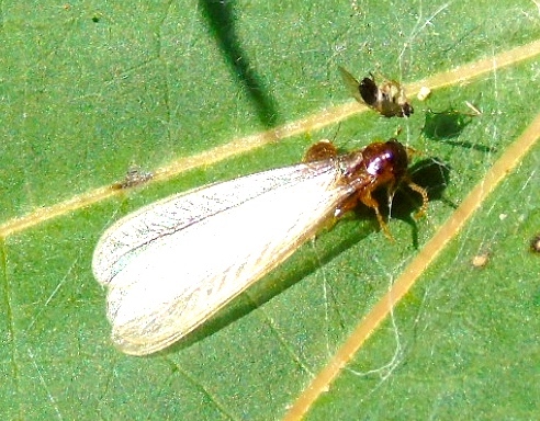Asian subterranean termite winged swarmer resting on a green leaf