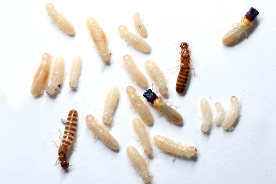 West Indian drywood termites, pale workers with darker individuals, shown close up