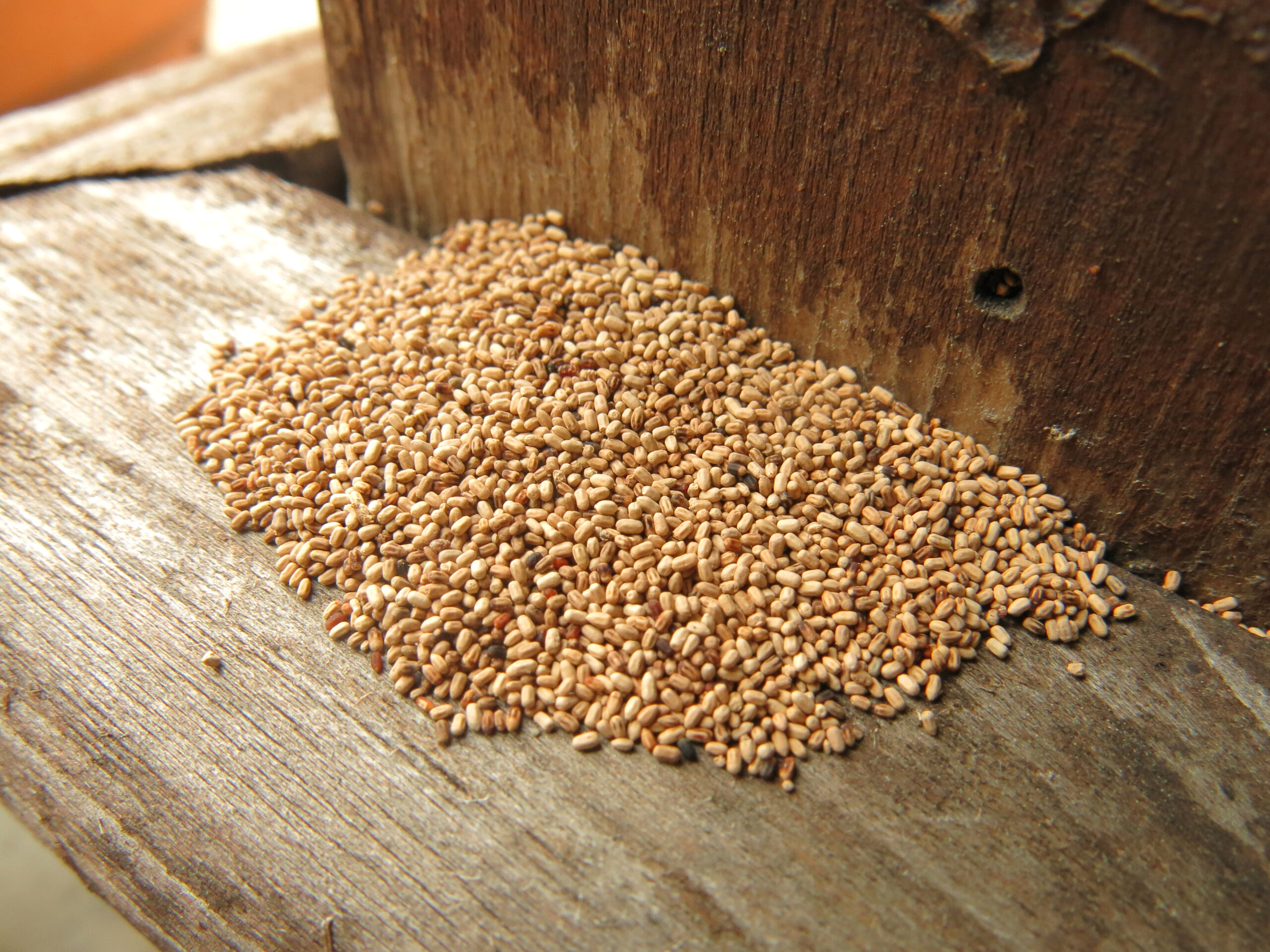 Small mound of hard oval termite fecal pellets on a wooden surface