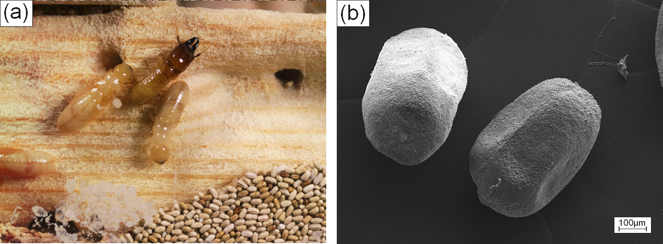 Winged southeastern drywood termite (Incisitermes snyderi) with pale fecal pellets below