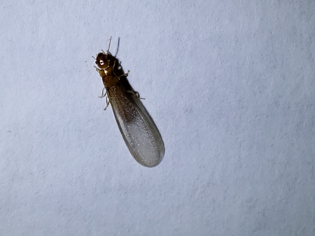 Drywood termite winged swarmer with long wings resting on a light surface