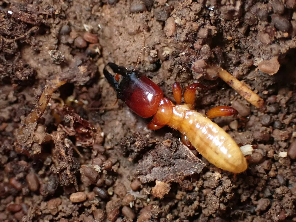 Pacific dampwood termite (Zootermopsis angusticollis) soldier with a dark reddish head