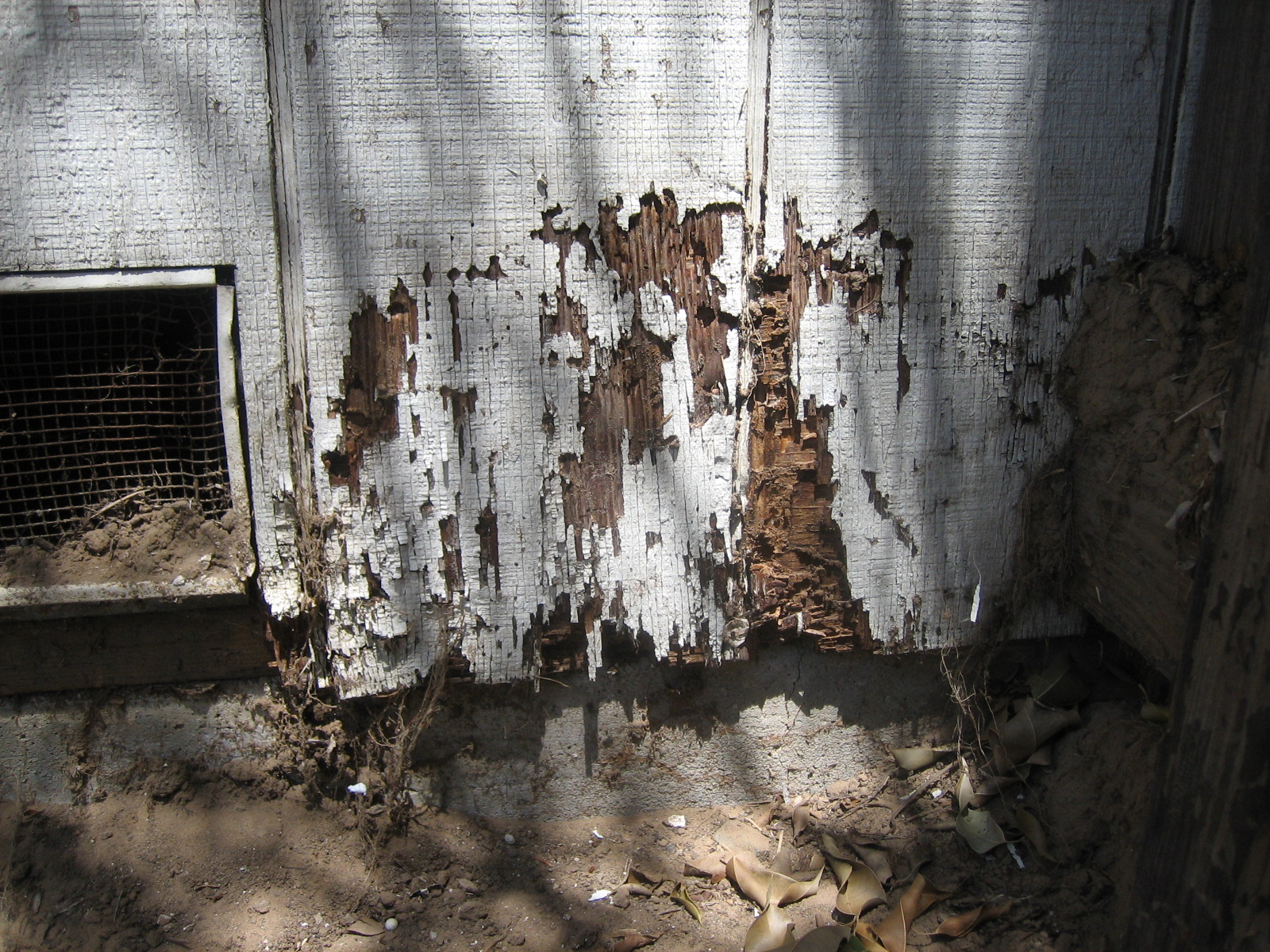 Structural wood eaten away by termites, leaving a thin painted shell over a hollowed interior