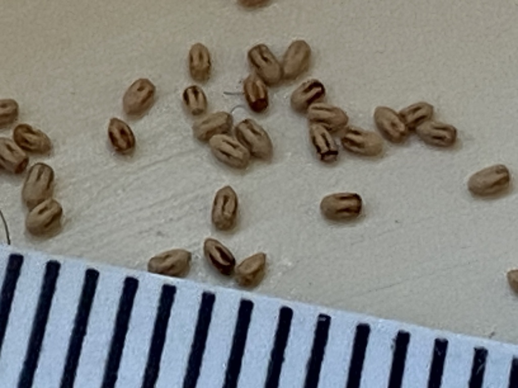 Close-up of drywood termite frass pellets beside a millimeter scale