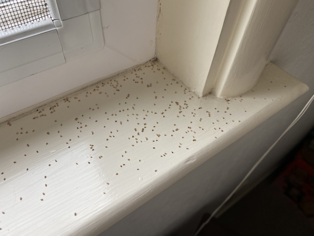 Pile of drywood termite frass pellets scattered on a white window sill