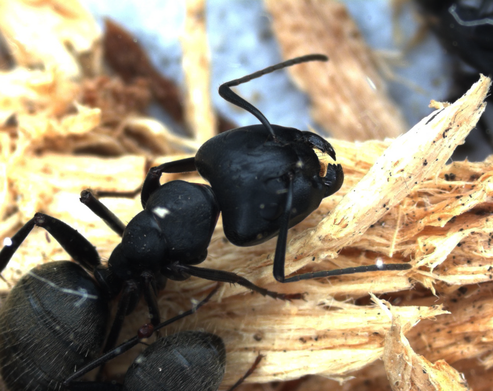 Black carpenter ant (Camponotus pennsylvanicus) showing a narrow pinched waist and bent, elbowed antennae