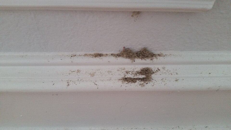 Coarse sawdust-like debris pushed out by carpenter ants below a nest opening