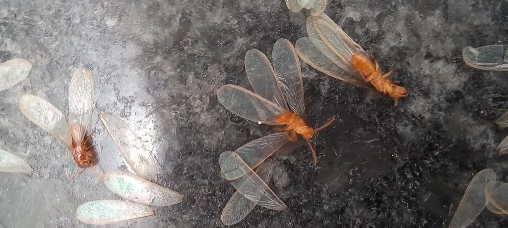 Discarded termite wings after a swarm