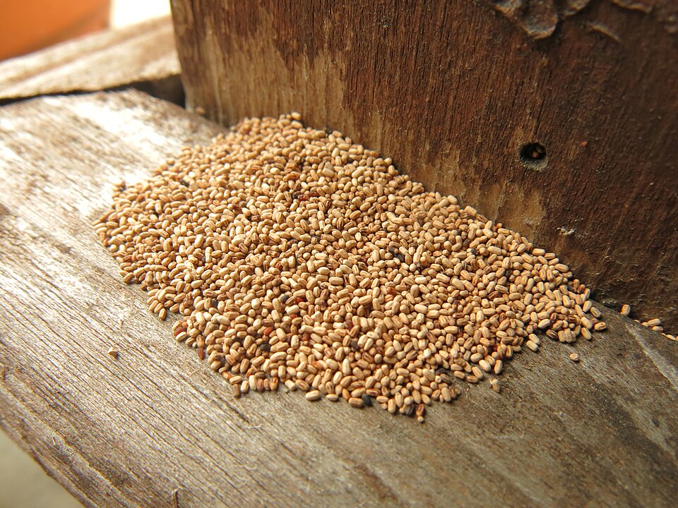 A pile of tan termite fecal pellets on a wooden arbor