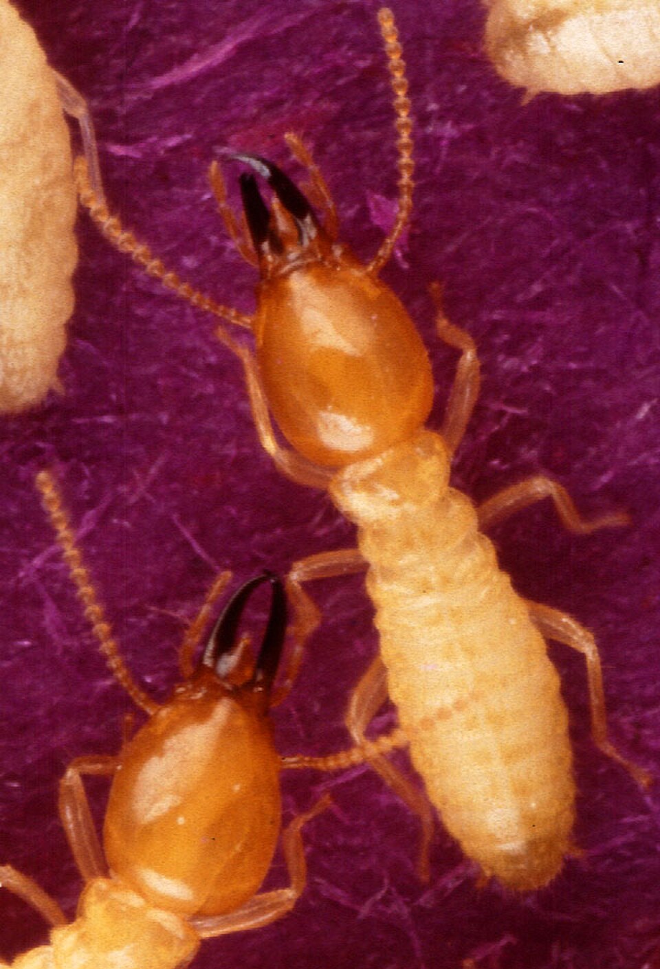 Two Formosan subterranean termite soldiers with rounded orange-brown heads and dark mandibles