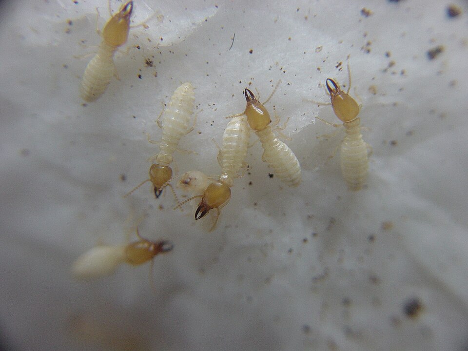 Formosan subterranean termite soldiers with rounded orange-brown heads and dark mandibles