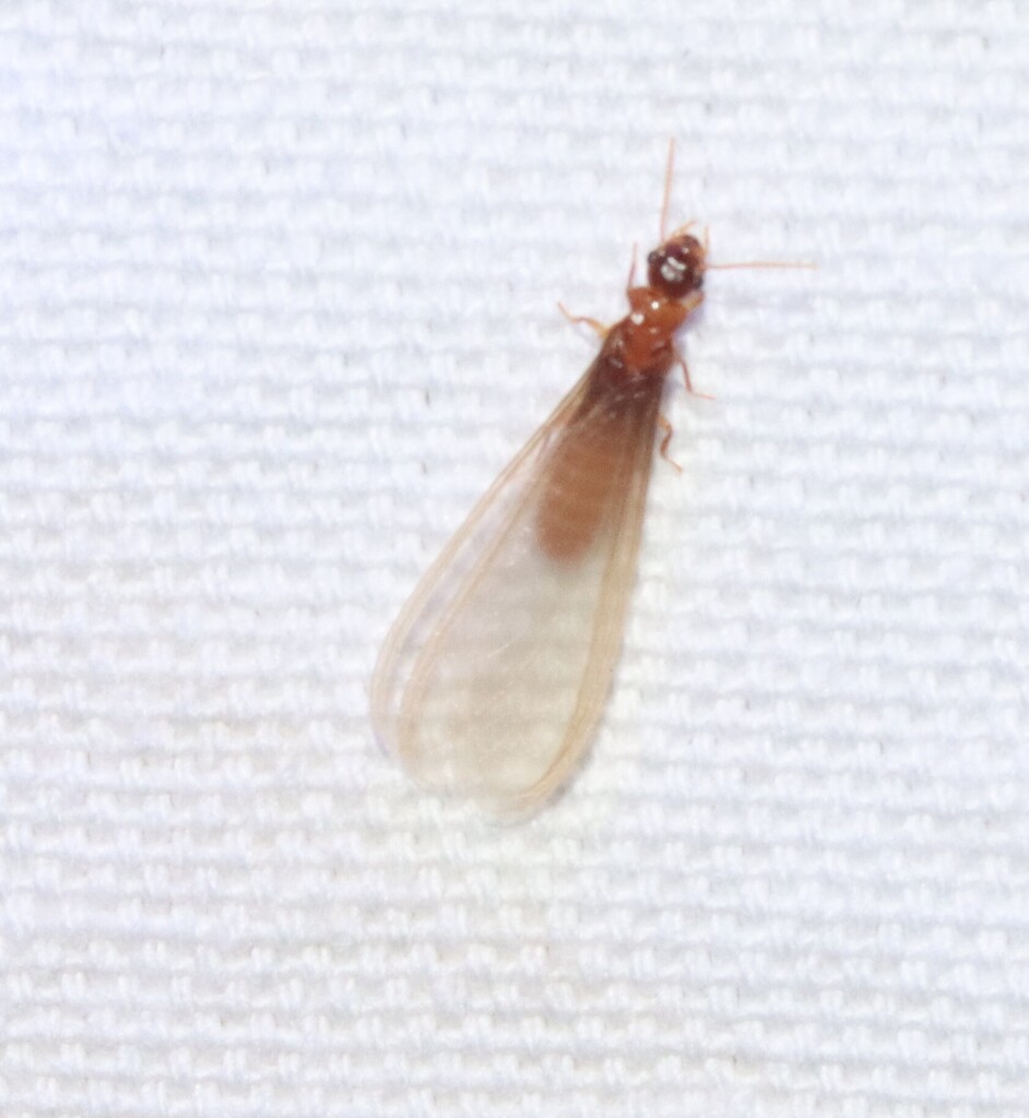 Formosan subterranean termite winged swarmer with yellowish-brown body on a pale surface