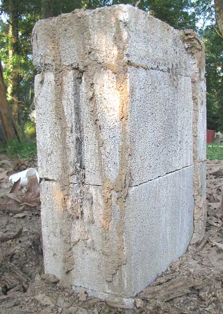 Subterranean termite mud shelter tubes running across a surface