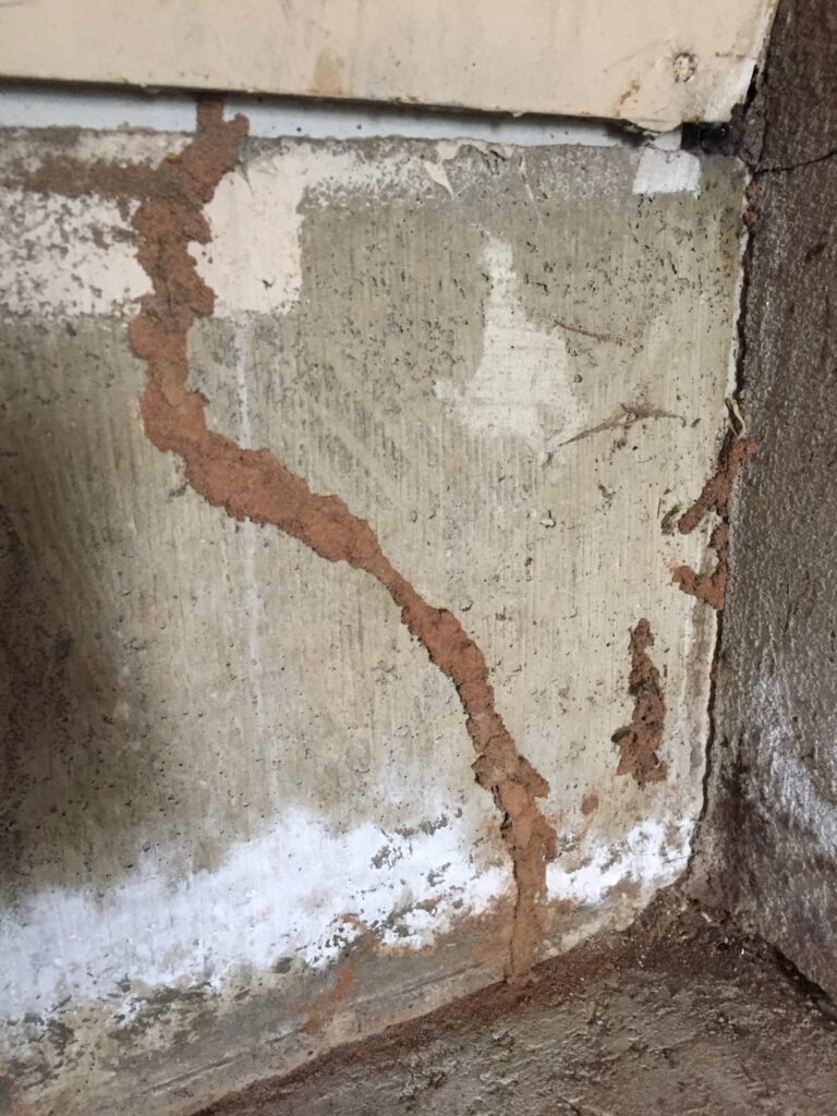 Termite mud tubes running up a house foundation