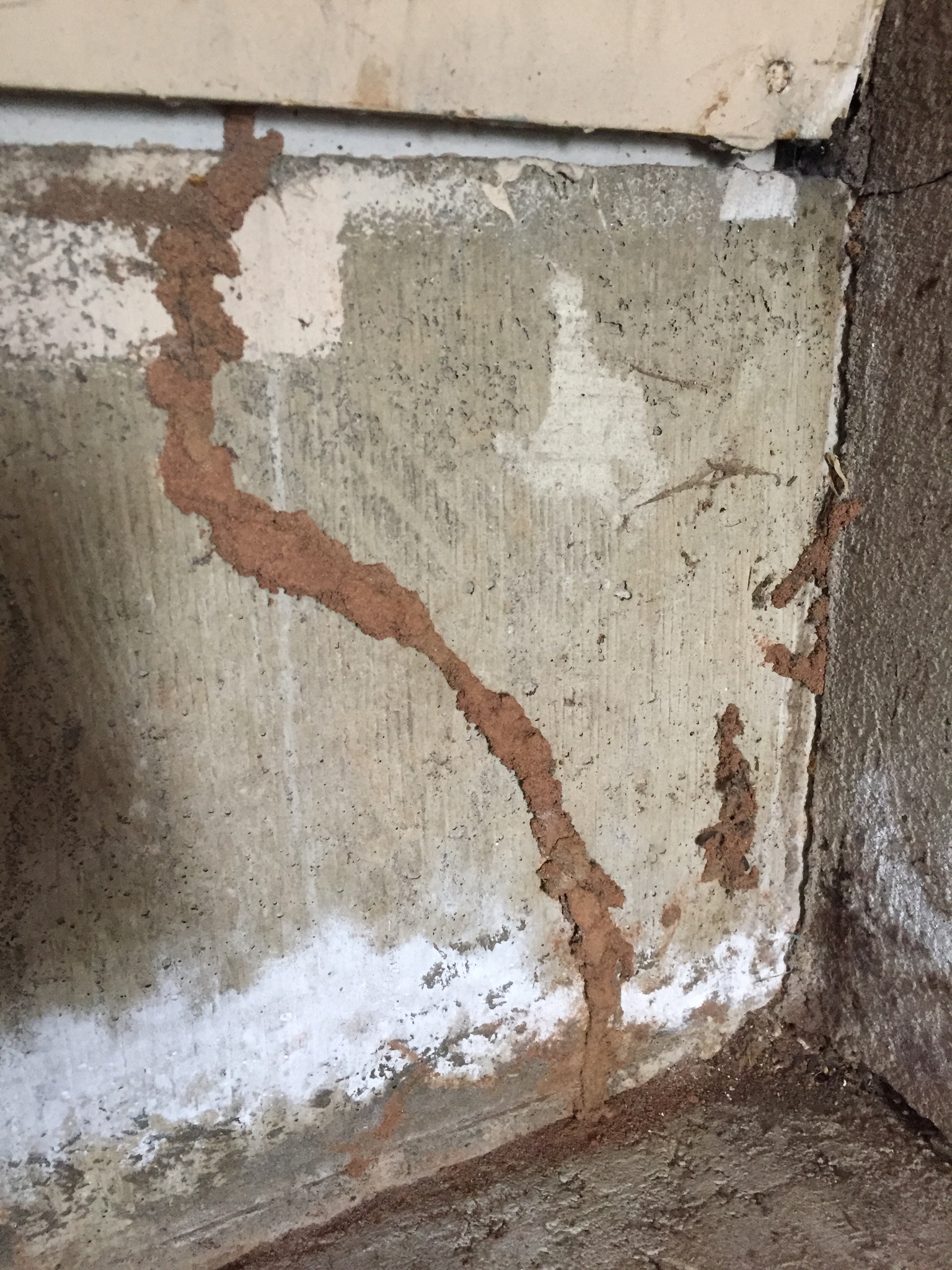 Subterranean termite mud tubes running up a concrete foundation