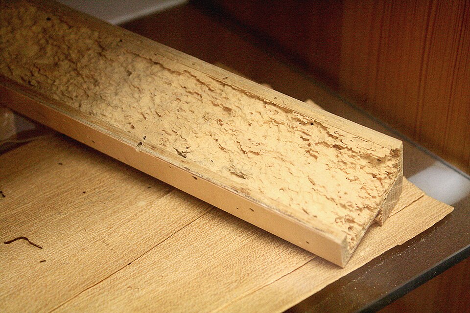 Powderpost beetle damage in wood with fine boring dust and small exit holes