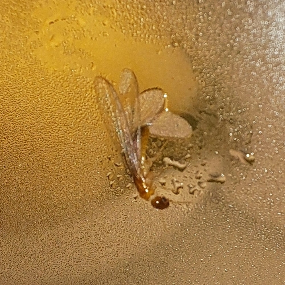 Winged termite swarmers (alates)
