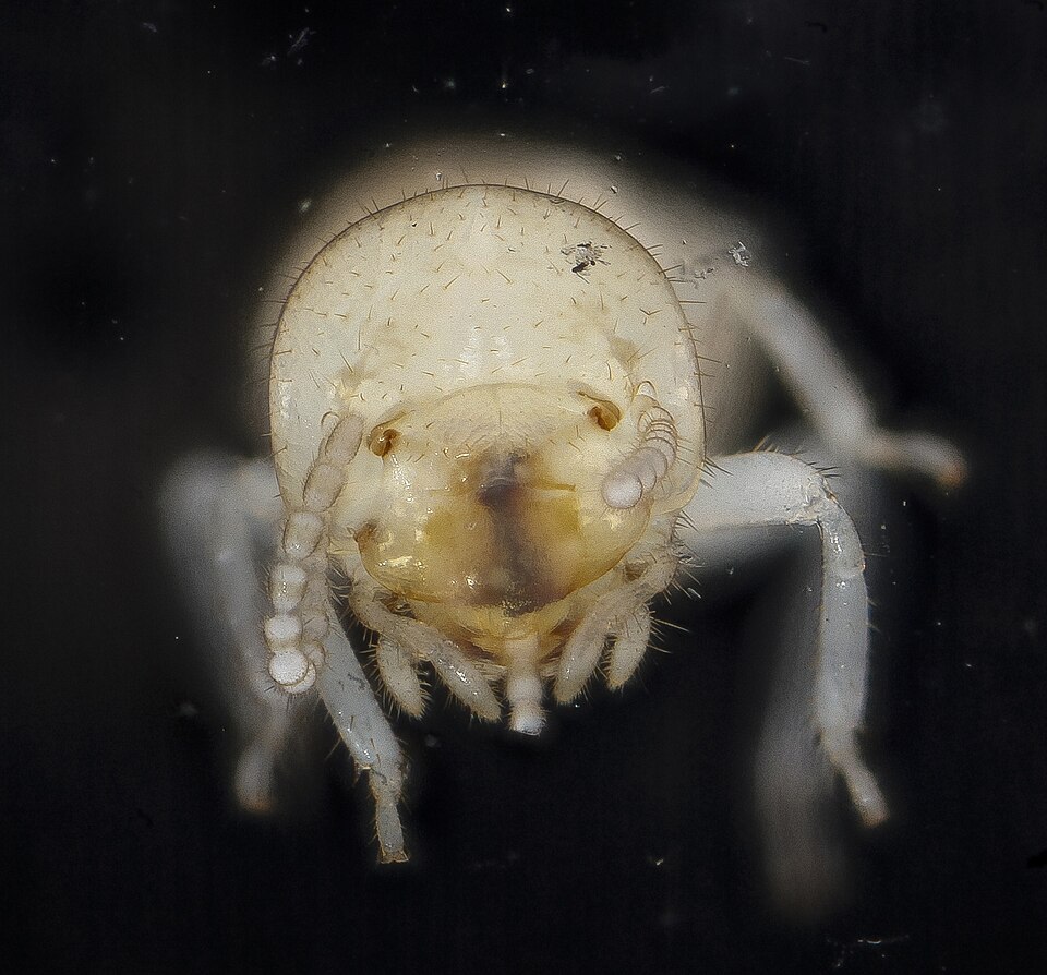 Pale eastern subterranean termite worker shown close up, with a broad, uncinched waist and straight antennae