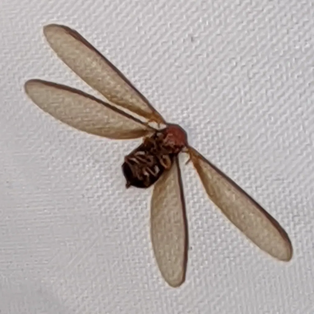 Winged western drywood termite (Incisitermes minor) alate photographed in California