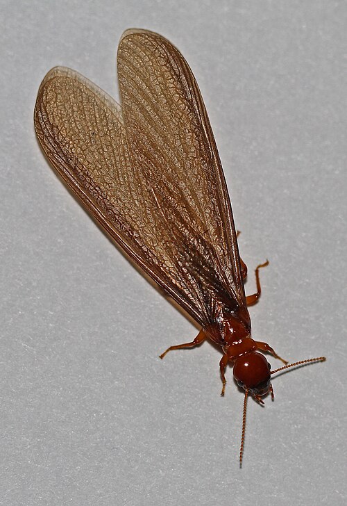 Pacific dampwood termite winged swarmer with long brown wings on a gray surface