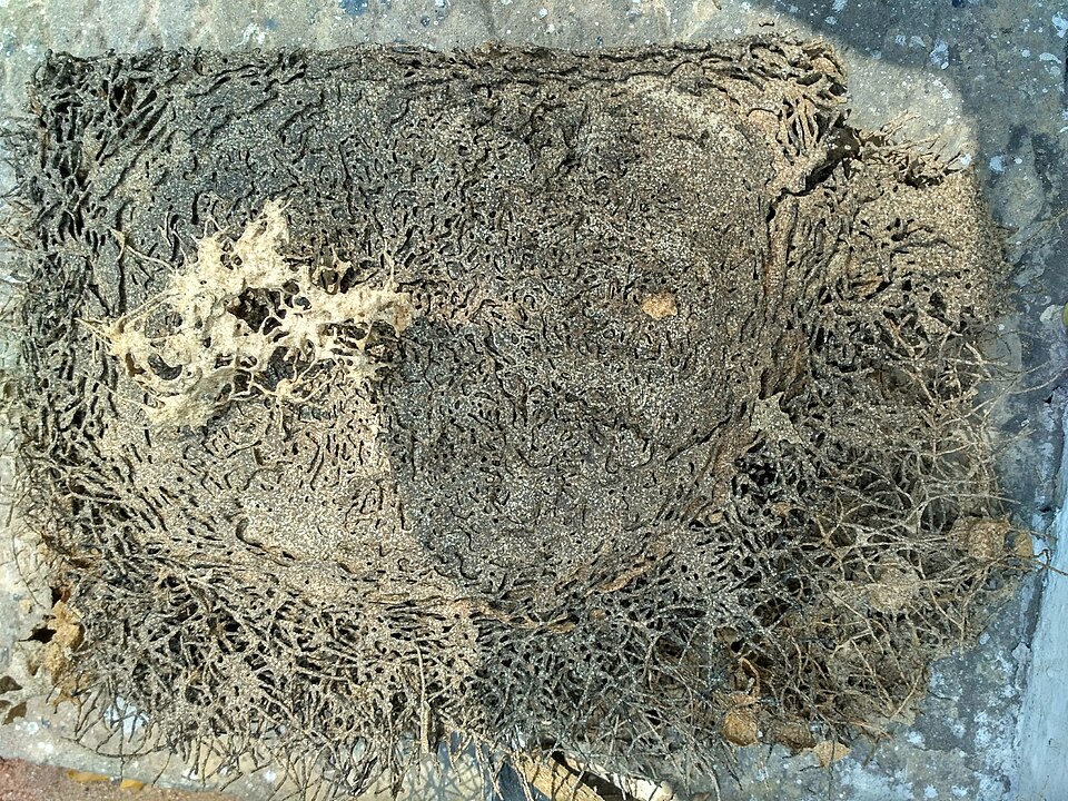 Wood hollowed out from the inside by termites, showing mud-lined galleries that follow the grain