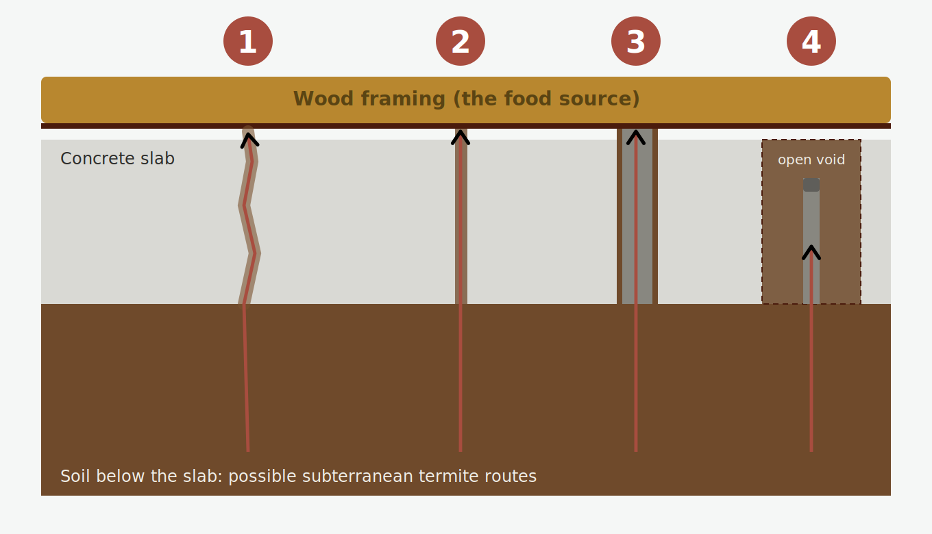 Diagram of subterranean termite entry routes through a slab foundation, including cracks, joints, plumbing penetrations, and a bath trap