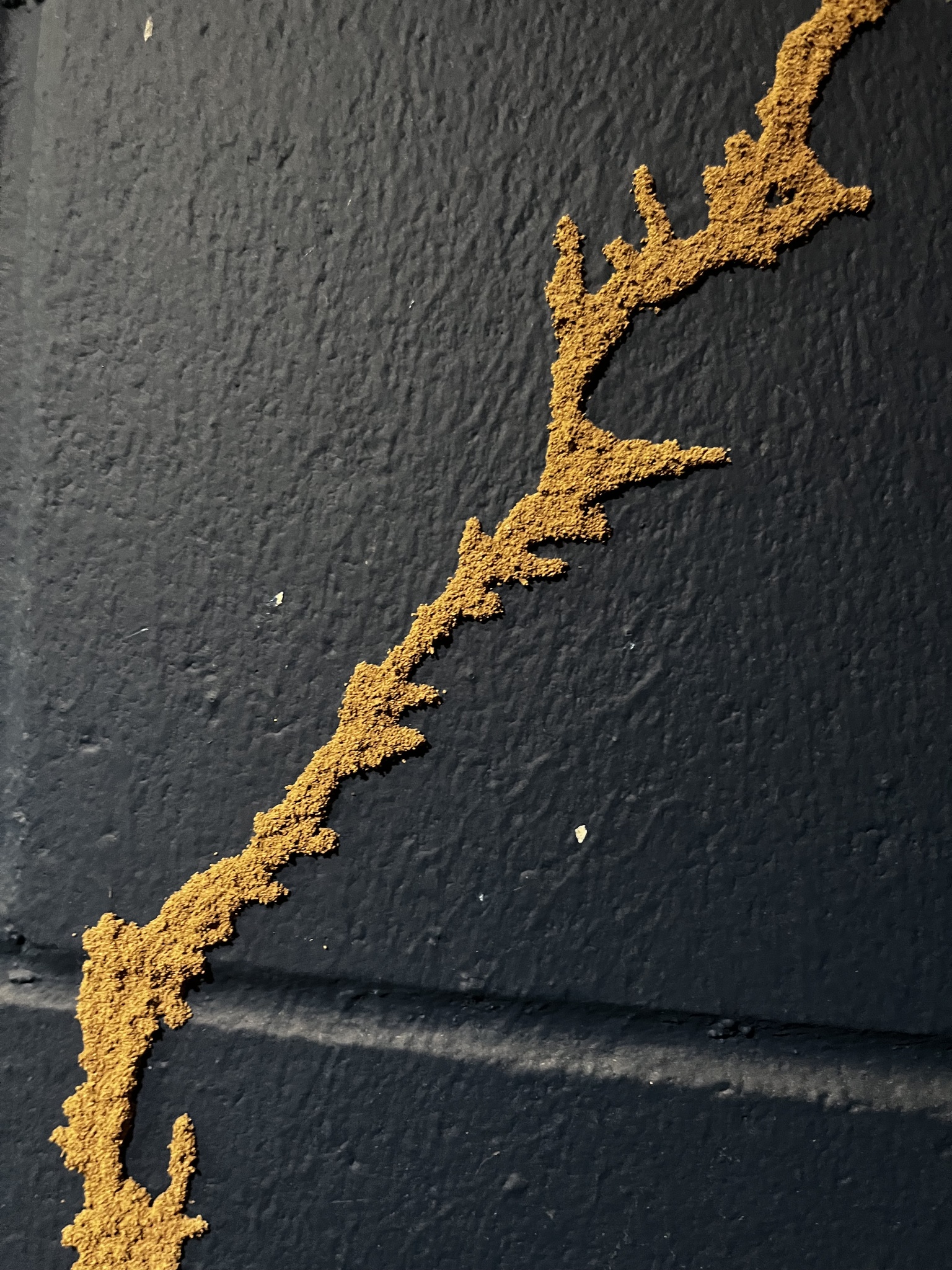 Branching earthen shelter-tube-like material on a dark foundation wall