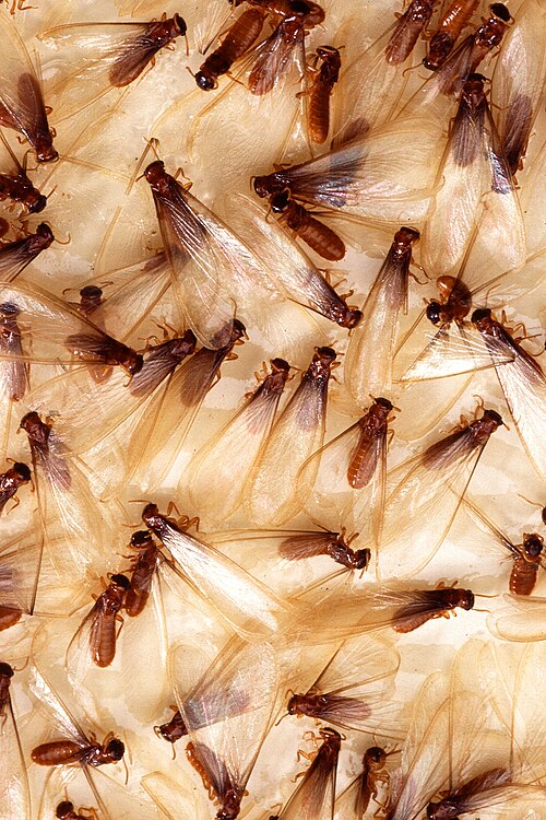 Winged Formosan termites captured on a sticky monitoring trap