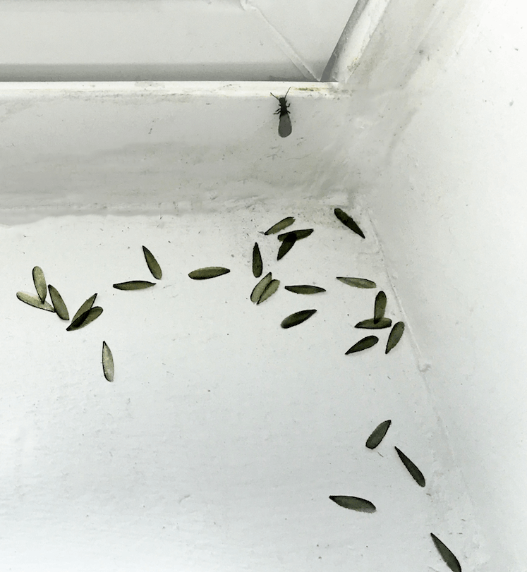 A termite and discarded wings on an interior windowsill