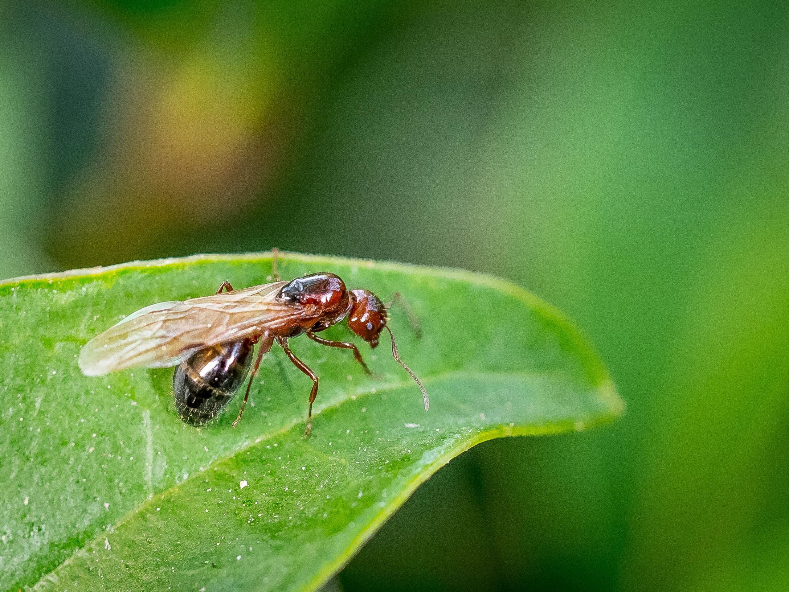 Winged carpenter ant with a pinched wasp-waist, elbowed antennae, and front wings clearly longer than the hind wings